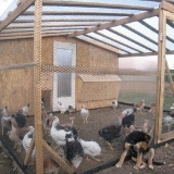 Kako vlastitim rukama izgraditi kokošinjac na selu